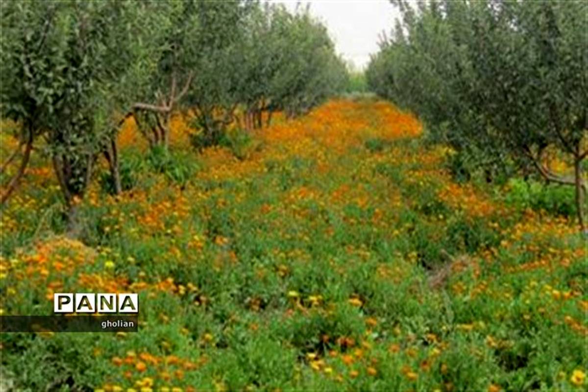 طرح احیای کلکسیون گیاهان دارویی شمالغرب کشور در استان اردبیل اجرا می‌شود