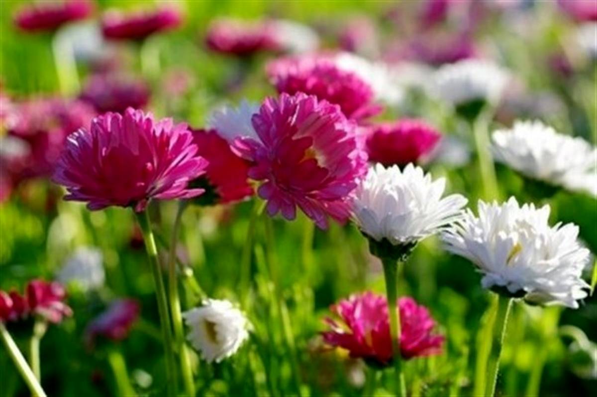 جشنواره ملی گل‌های داوودی در مهدی‌شهر برگزار می‌شود