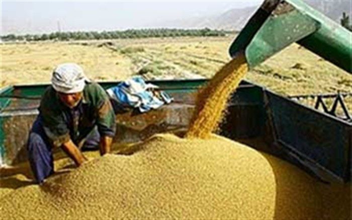 مدیرکل تعزیرات حکومتی استان گلستان اعلام کرد: جریمه ۱۱۵ میلیاردی برای قاچاق گندم در کردکوی