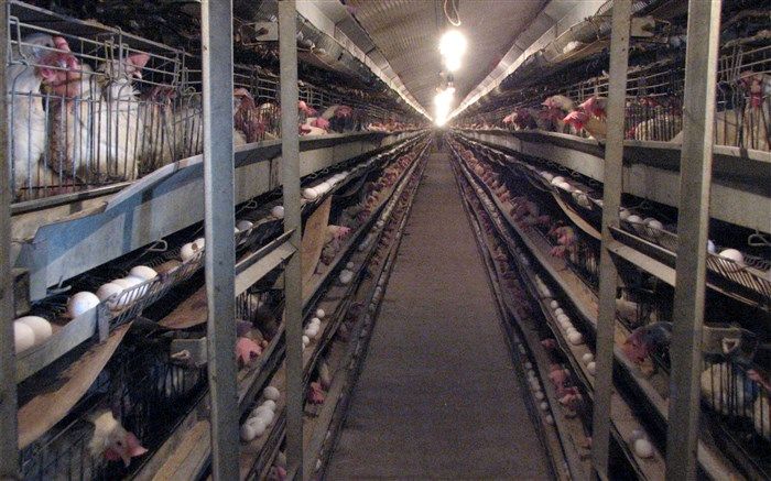 ۸ هزار تن تخم مرغ در مرغداری های شهرستان قزوین تولید شد