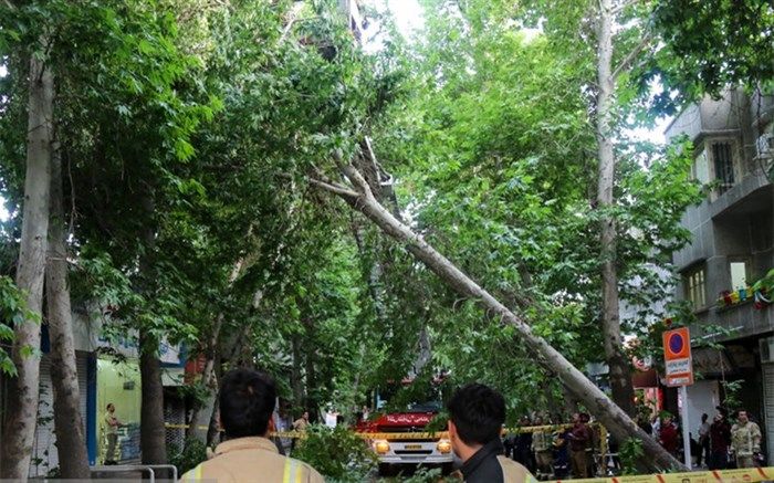 تصاویر/ شکسته شدن درختان در پی طوفان تهران