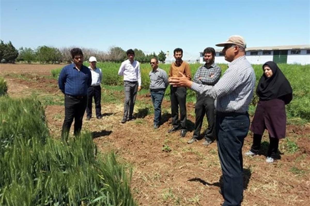 کشاورزان استان قزوین با روشهای نوین کاشت و آبیاری غلات آشنا شدند