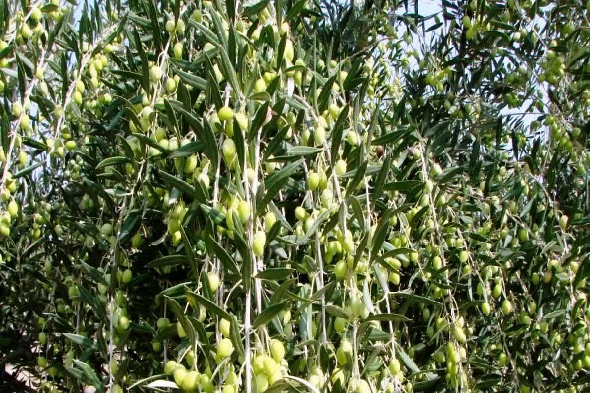  از باغ تا بازار با چالش خشکسالی 

