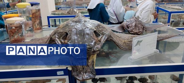 برگزاری اردوی علمی دانش‌آموزان مدرسه سعادت در دانشگاه هرمزگان