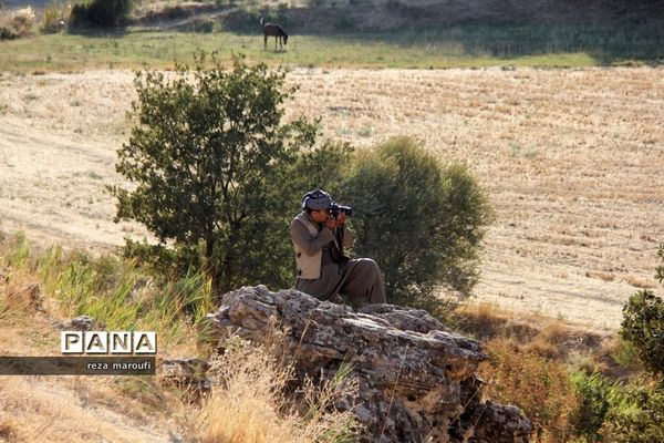 دومین جشنواره ملی انگور سیاه سردشت