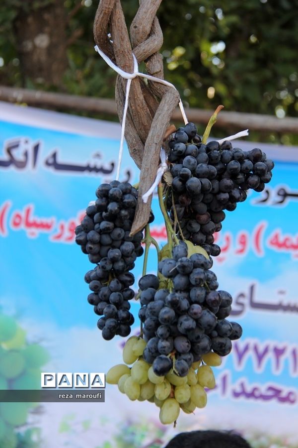 دومین جشنواره ملی انگور سیاه سردشت