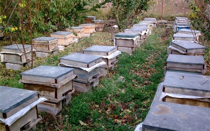 زنبورداران شهرستان آبیک با روشهای جدید پرورش صحیح زنبورعسل آشنا شدند