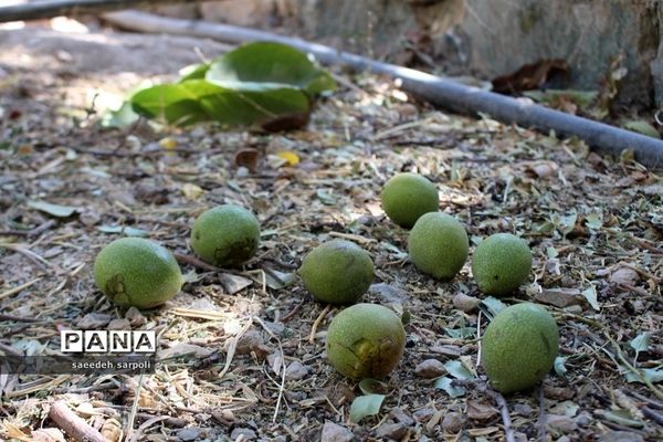 برداشت گردو و عناب در شهرستان بیرجند