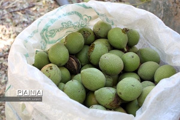 برداشت گردو و عناب در شهرستان بیرجند