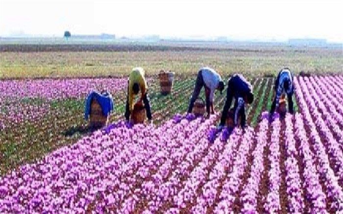 آغازکشت زعفران در زاهدان