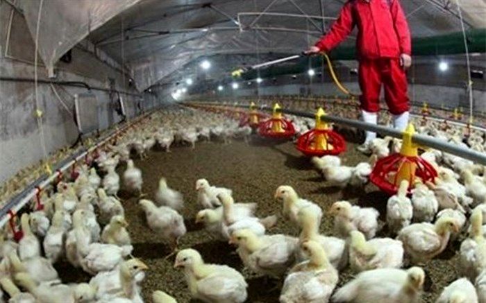 ۴۰ میلیون قطعه پرنده در ایران با آنفلوآنزای پرندگان نابود شد