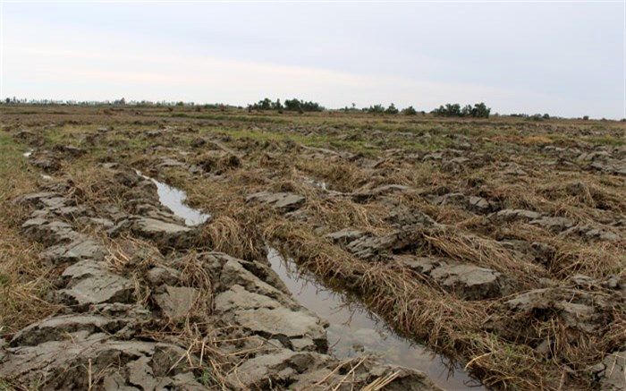پرداخت 91 میلیارد ریال خسارت خشکسالی به گندمکاران شمال سیستان و بلوچستان