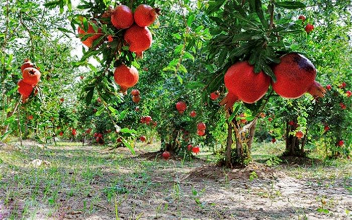 پیش‌بینی برداشت ۱۴۶۶ تن انار از باغ‌های سربیشه