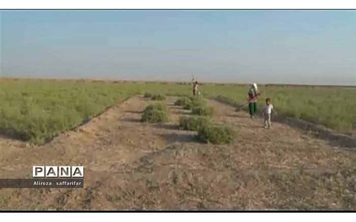 کشت خارشتر ، گیاهی بدون نیاز به آب در اردستان