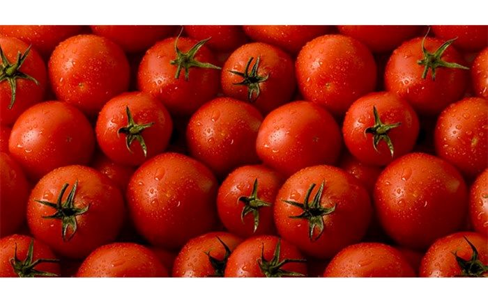 صادرات عامل اصلی گرانی گوجه فرنگی