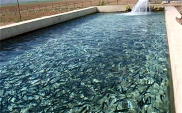 100 تن ماهی از استان اردبیل صادر شد