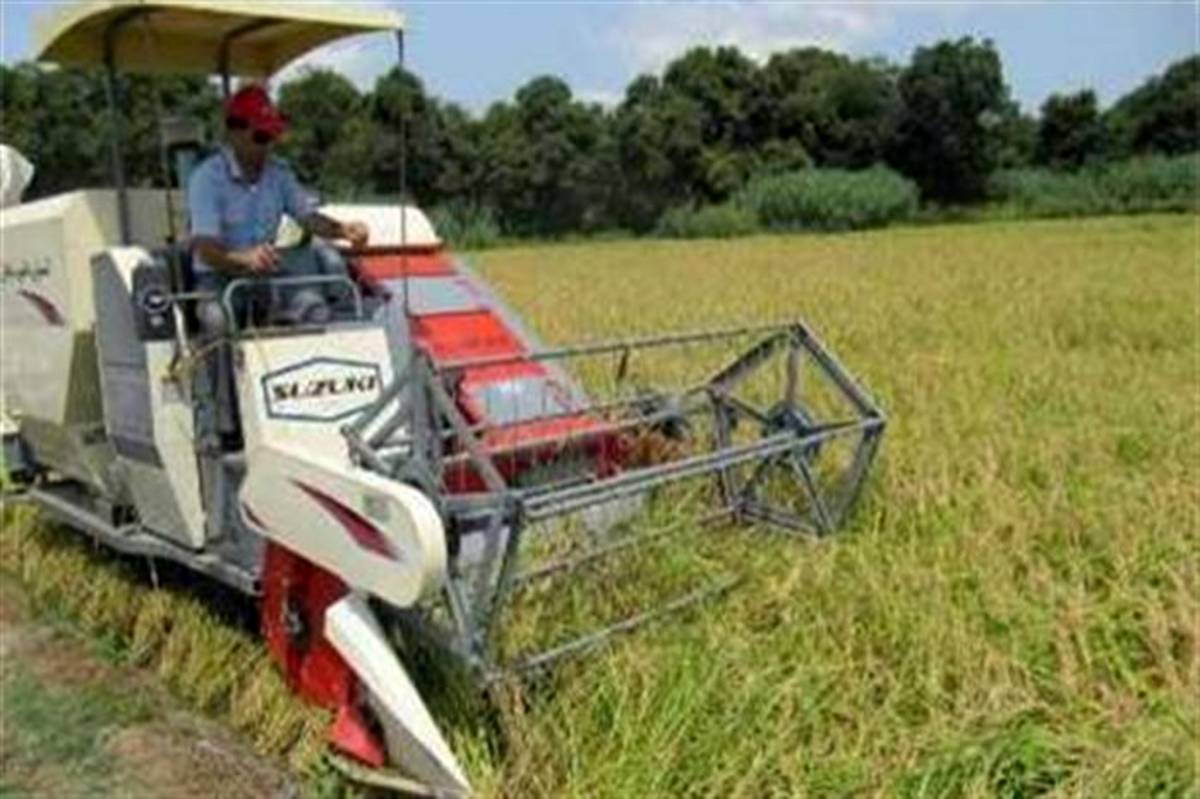 برداشت برنج از شالیزارهای  شهرستان قزوین آغاز شد