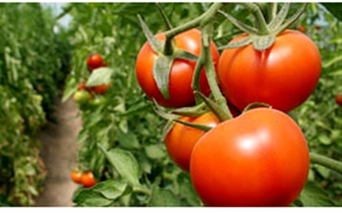 صادرات 4800 تن گوجه فرنگی از آذربایجان غربی