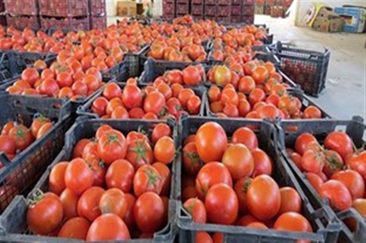 کشف31 تن گوجه‌فرنگی قاچاق در سردشت