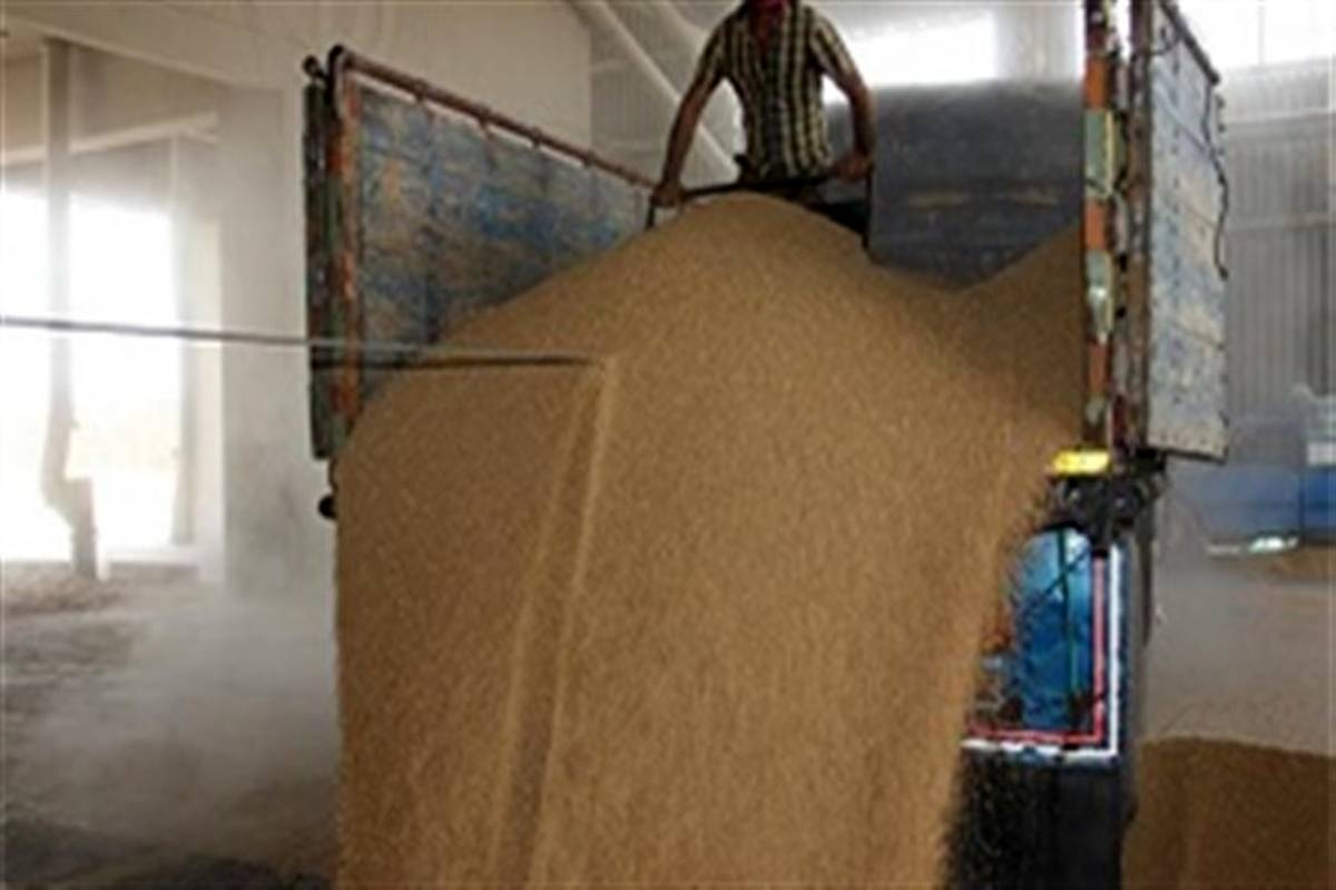 افزایش  ۵۰ درصدی خرید گندم از کشاورزان آذربایجان غربی