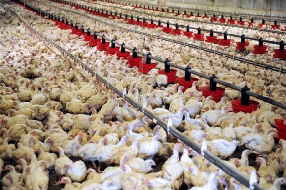یوسفی، رئیس انجمن تولیدکنندگان مرغ :‌ قیمت مرغ باید 10 هزار تومان باشد
