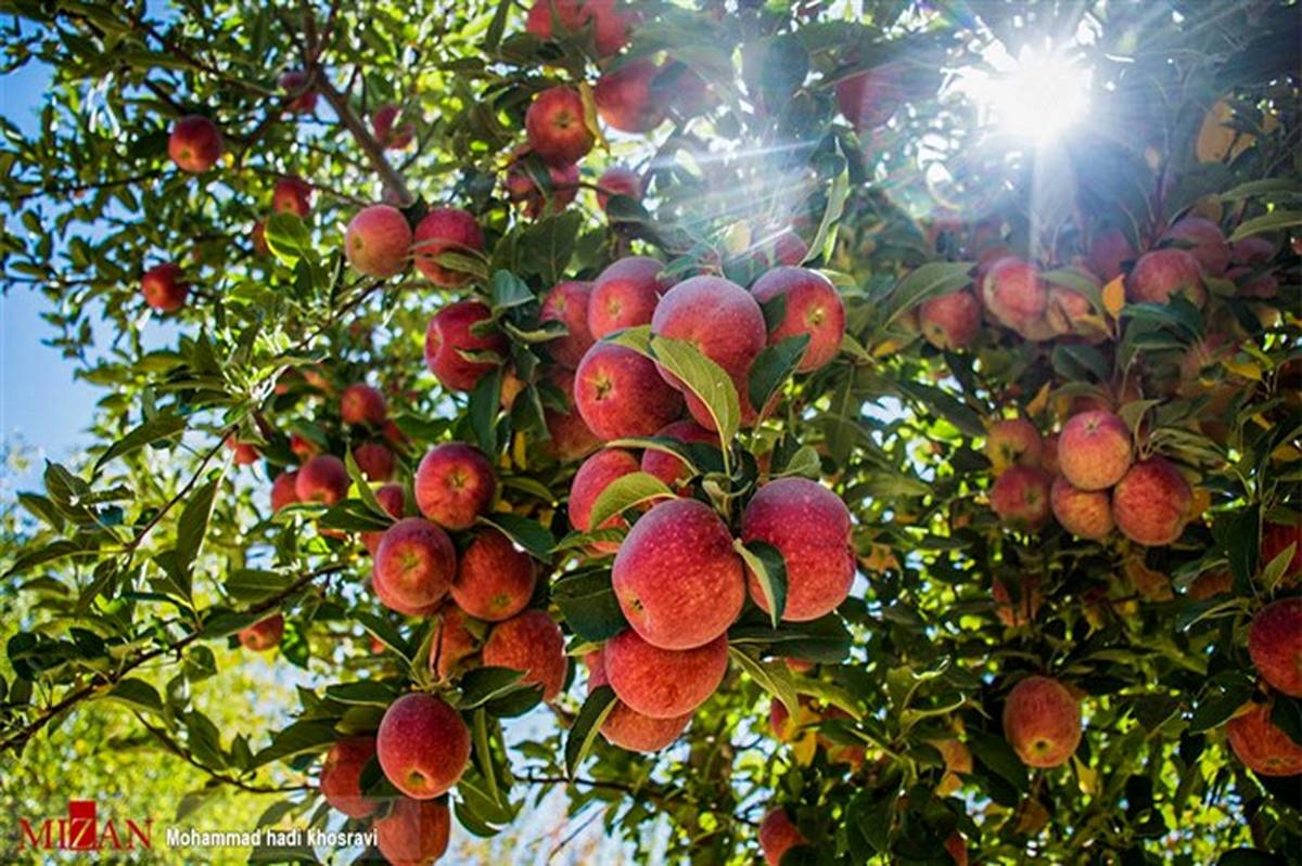 امسال 85 هزار تن سیب درختی در اشنویه برداشت می شود