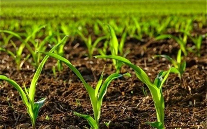 ۱۲ طرح فناور در مرکز رشد و واحدهای فناور کشاورزی اردبیل اجرا می‌شود