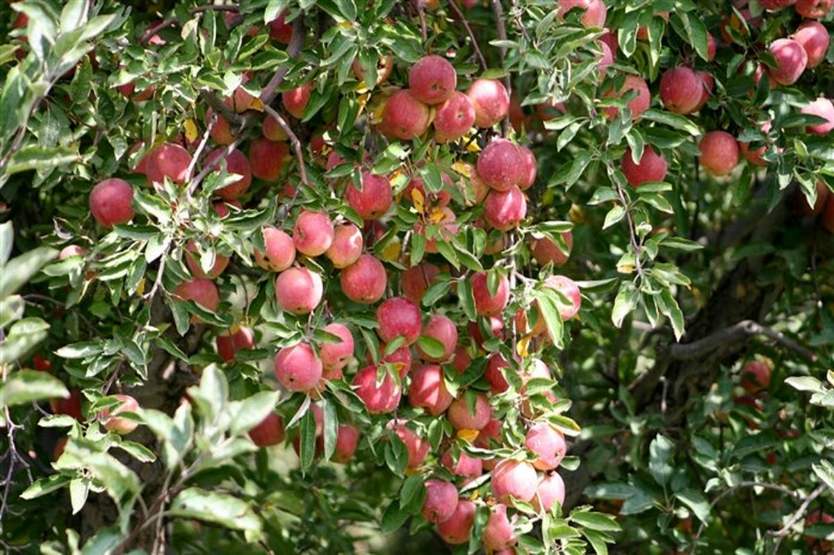 پیش بینی برداشت بیش از 72 هزار تن سیب از باغات میاندوآب