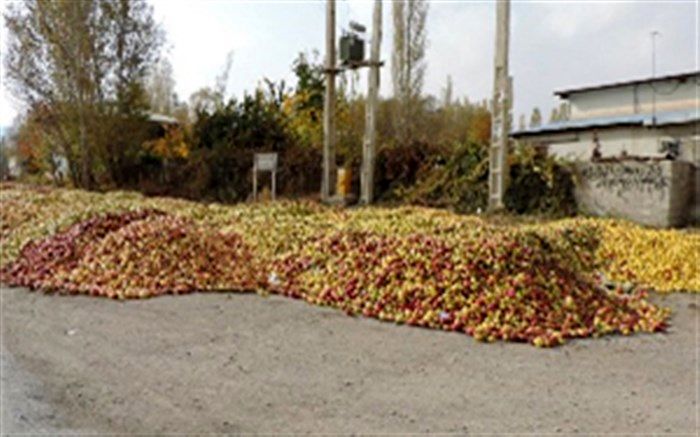 پیش بینی تولید225 هزار تن سیب زیر درختی در آذربایجان غربی