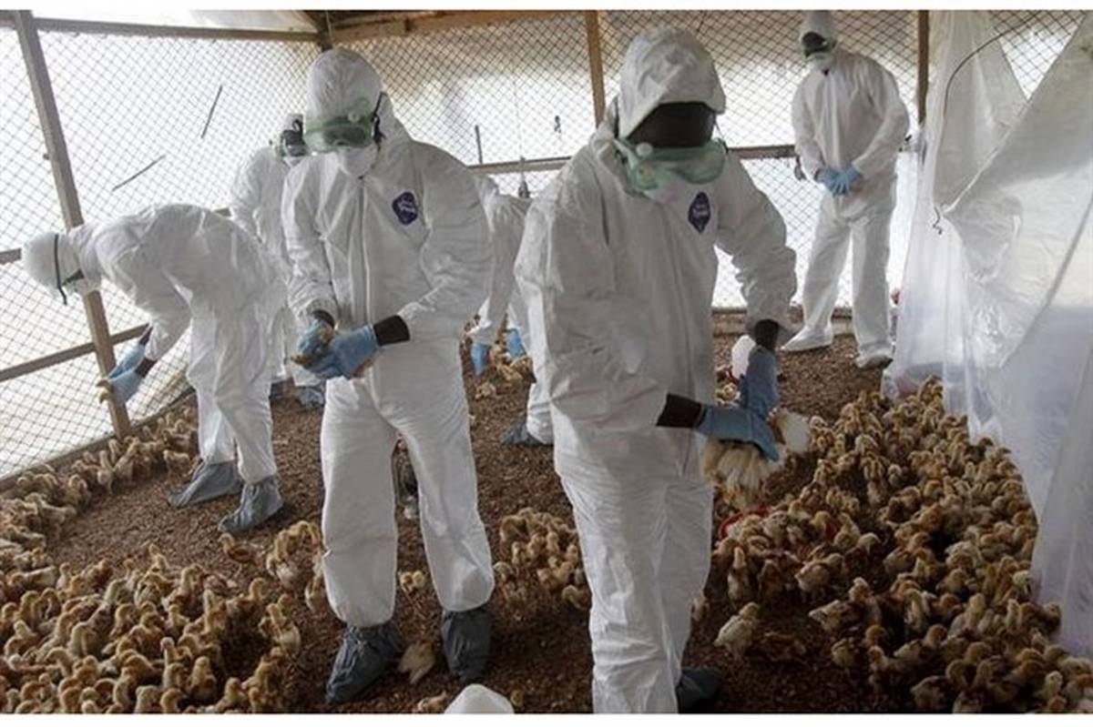 ۱۰ کانون به آنفلوانزای پرندگان آلوده شده است
