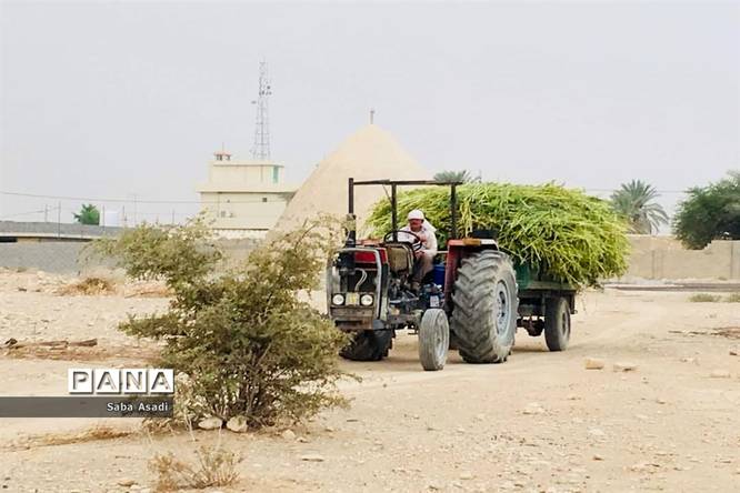 برداشت کنجد در گله دار