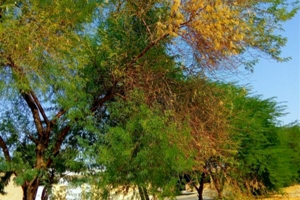 طبیعت پاییزی لامِرد فارس