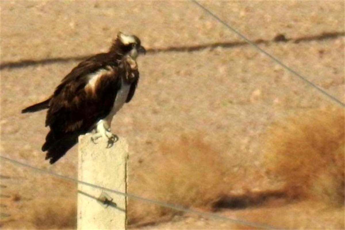 رها سازی یک بهله عقاب طلایی در منطقه حفاظت شده قمصر وبرزک