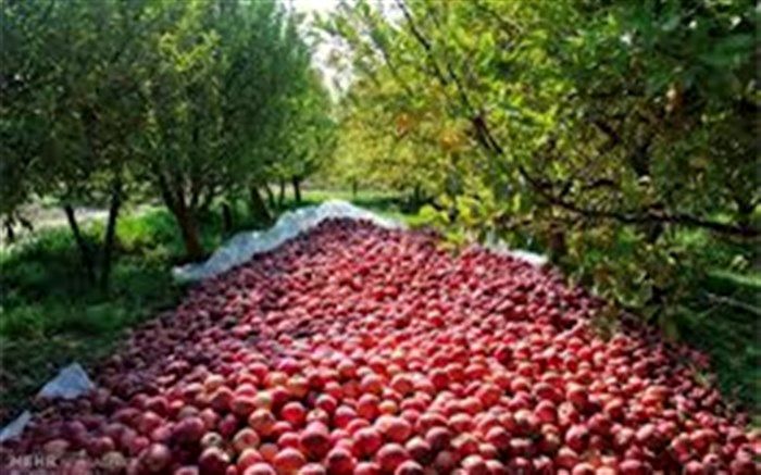 پیش بینی برداشت بیش از 3 هزار تن سیب از باغات چالدران