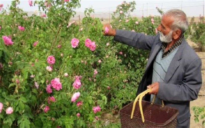 کشت گل محمدی ثبت جهانی می شود