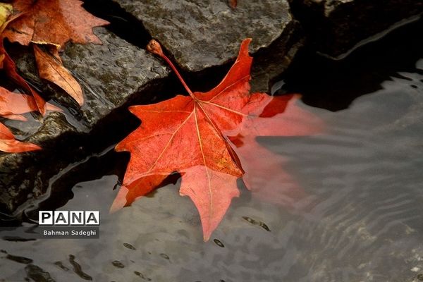 بارش باران پاییزی در تهران