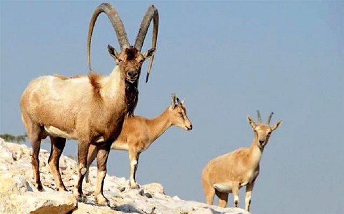 سرشماری پستانداران در آذربایجان غربی آغاز شد