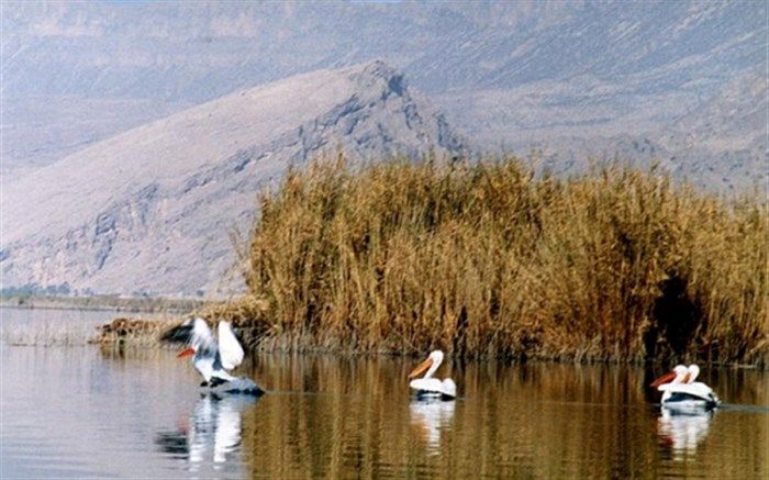 محیط زیست با قدرت صیدگاه‌های غیرمجاز مازندران را جمع‌آوری کند