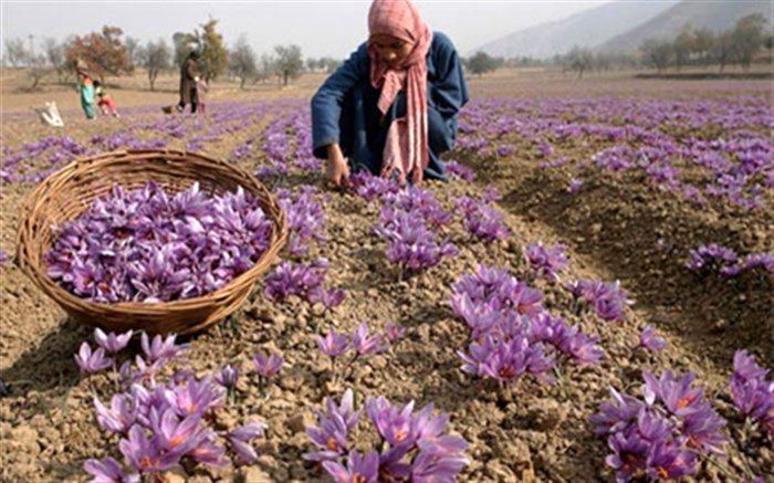 پیش بینی برداشت 12 تن زعفران خشک در سرایان