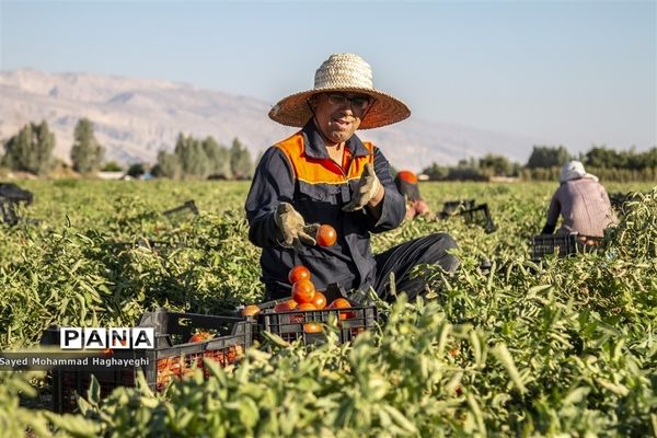 برداشت گوجه در جنوب فارس