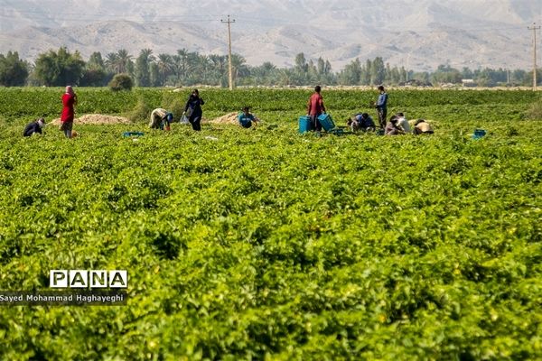 برداشت گوجه در جنوب فارس