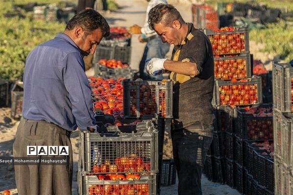 برداشت گوجه در جنوب فارس