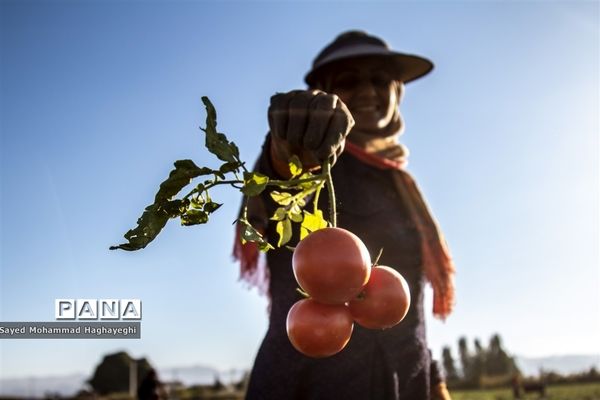 برداشت گوجه در جنوب فارس