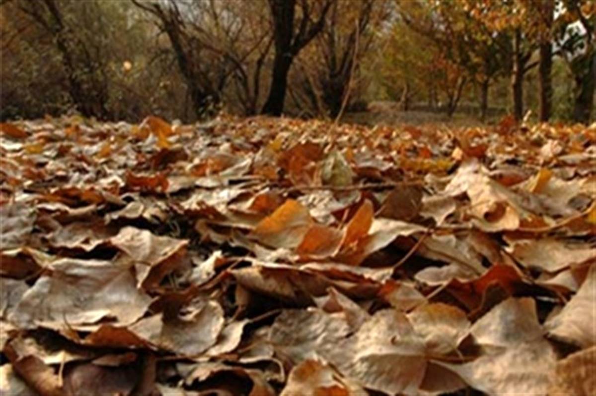 برگ های پاییزی از سطح شهر جهت تولید خاکبرگ جمع آوری می شود