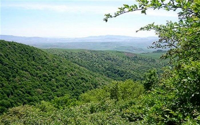 جنگل فندقلو اردبیل احیا می شود