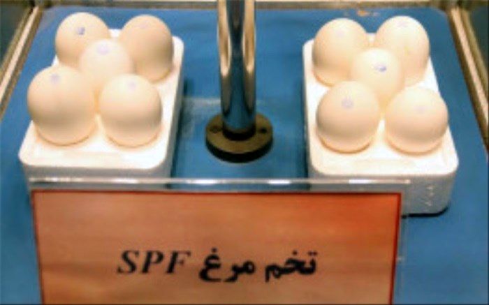 انتقال دانش فنی تولید تخم مرغ اس پی اف به بخش خصوصی