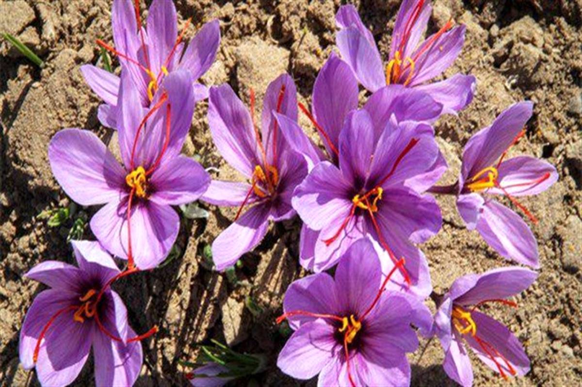 افزایش 26 درصدی تولید زعفران در تربت جام