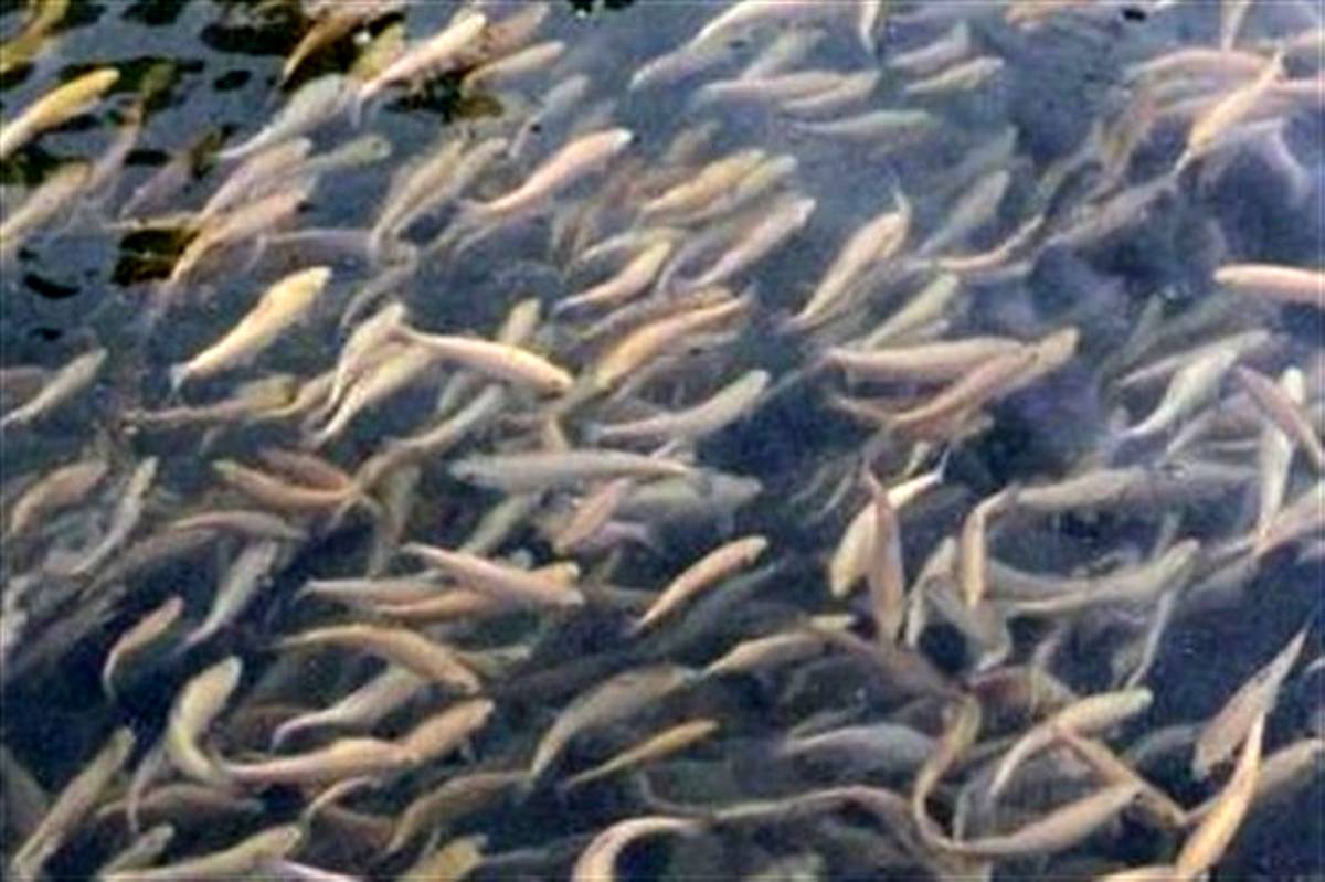 تکثیر و پرورش ۶ میلیون بچه ماهی در مرکز پرورش ماهیان گرم آبی پلدشت