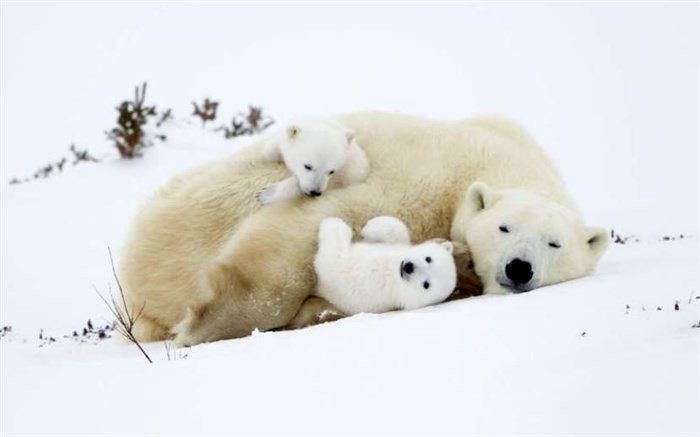 بازی خرس‌های قطبی در عکس روز نشنال جئوگرافیک