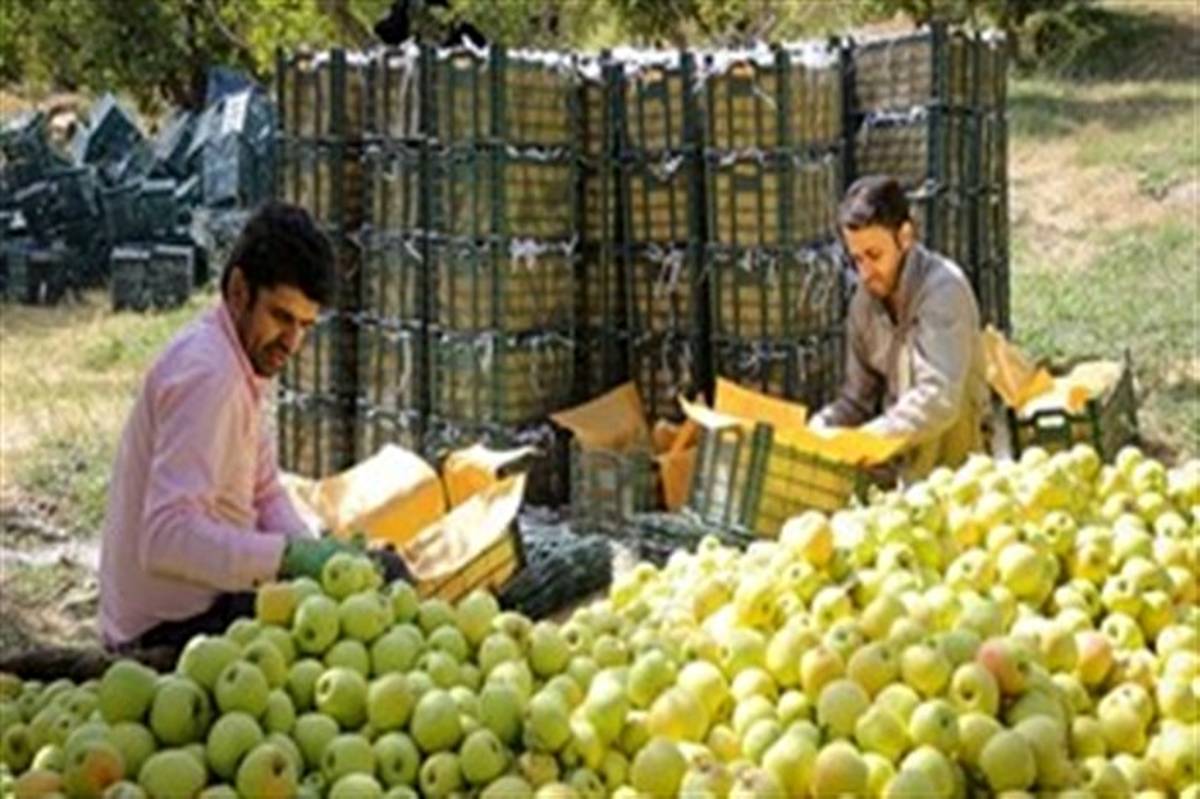 30 درصد سیب آذربایجان‌غربی برای استفاده صنعتی به کار می‌رود